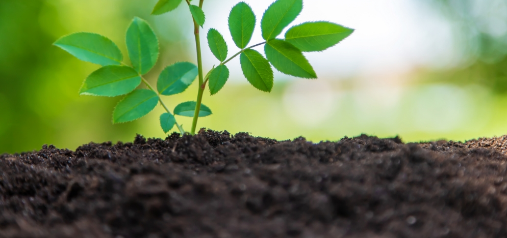 Sands and soils